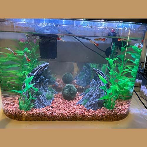 Best Smart Fish Tanks